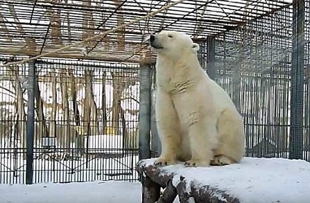 ロシア・西シベリア、ボリシェリェーチェ動物園のザバーヴァ (Забава) に冬の味覚の魚のプレゼント_a0151913_02185132.jpg