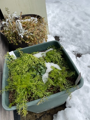 晴れたら雪下ろし_f0067514_17004290.jpg
