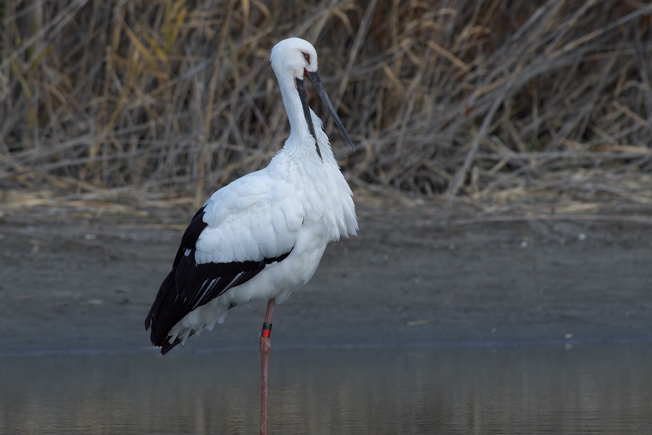 くちばしのおれたコウノトリ くちばしのおれたコウノトリ Amazon.co.jp: くちばしのおれた