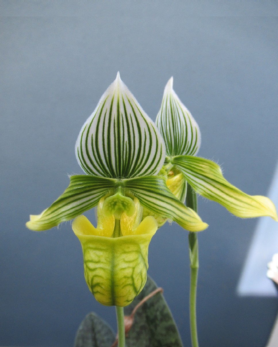 期間限定出品‼️［洋蘭原種］Cleisocentron abasii x sib クレイソセントロン アバシー Cleisocentron abasii | nakato