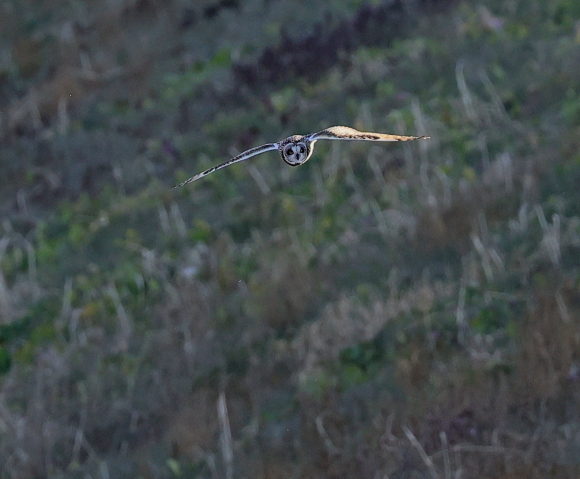 コミミズクー２_b0227680_15425075.jpg