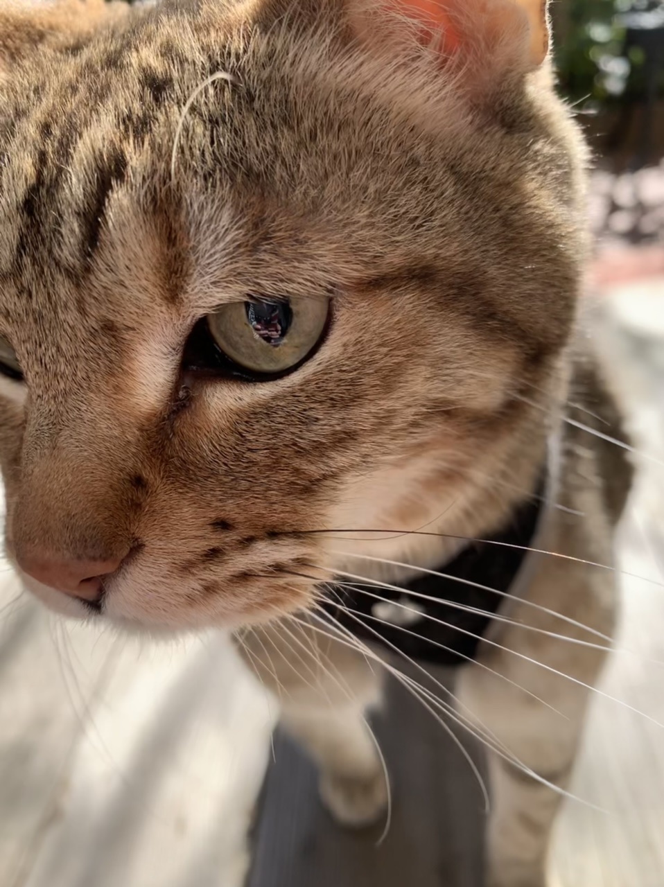 クロんのご挨拶_e0358096_18282277.jpeg