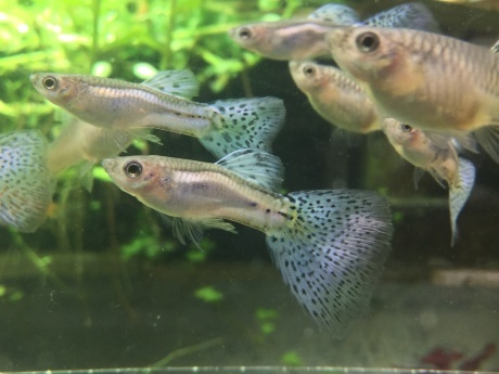 2210 熱帯魚 めだか 金魚 淡水魚 水草 ペットメイト西宮店の生体ブログ