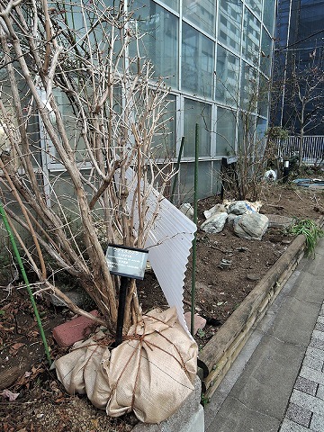今週のふれあい植物センター_c0062832_15334989.jpg