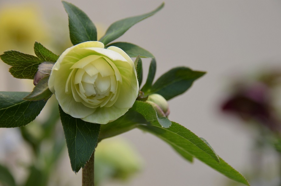 花言葉は追憶 柳都日記