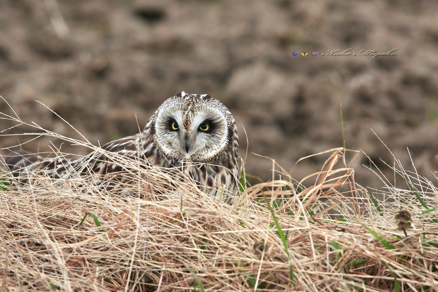 コミミズク Short Eared Owl ぼちぼち と 野鳥大好き O コミミズク Short Eared Owl ぼちぼち と 野鳥大好き O