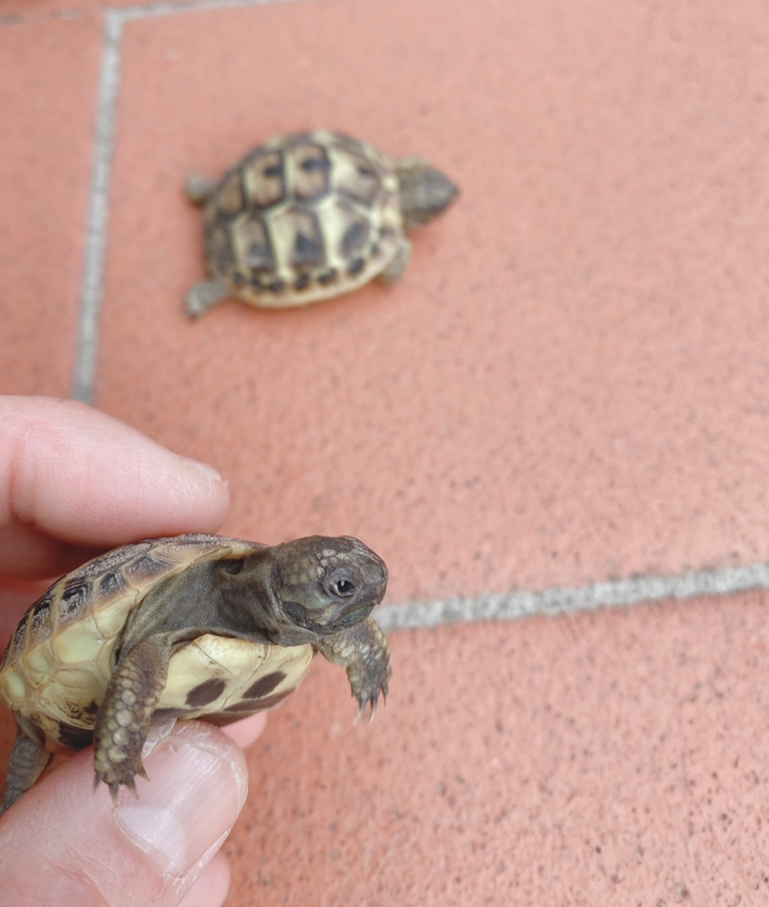 春の息吹とキョトン顔 コック家の生活 In フィレンツェ