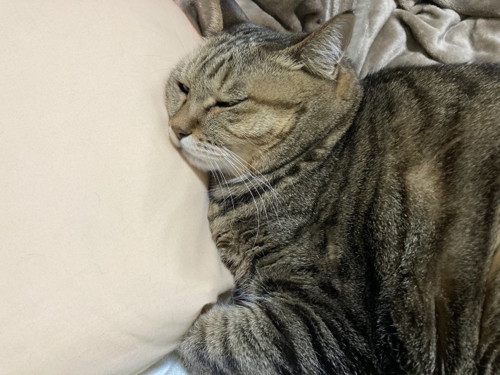枕で寝る_b0412708_07250512.jpeg