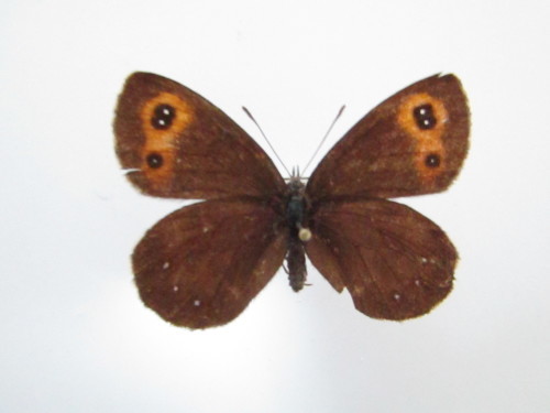 蝶標本ベニヒカゲ、クモマベニヒカゲ、シロオビヒメヒカゲ中型ドイツ