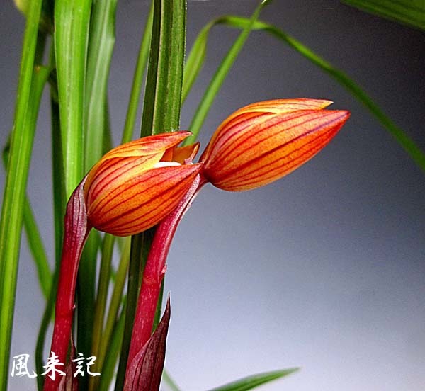 春季展示会２　　　　　　　　　　No.2182_d0103457_23583597.jpg