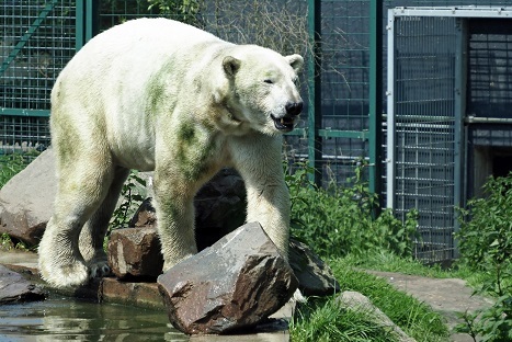 オランダ・ヌエネンの「動物帝国」のヘンク (Henk) がフランスのアムネヴィル動物園へ ～ 繁殖からは「引退」か？_a0151913_05283846.jpg