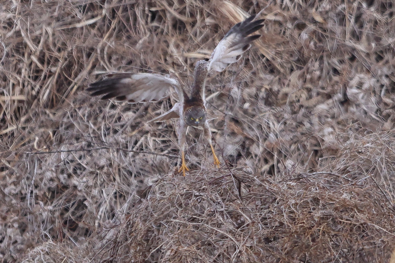 大陸型チュウヒ ゴチャゴチャ+遠い 飛出し_f0369315_22330454.jpg