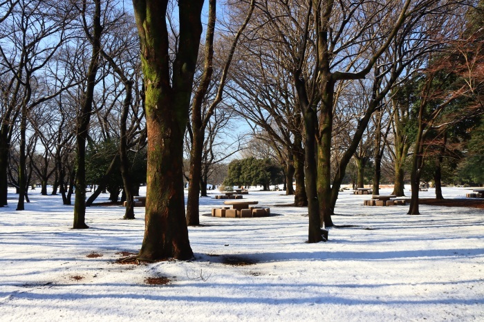 大雪の後の朝さんぽ・光が丘_b0325217_07481345.jpg