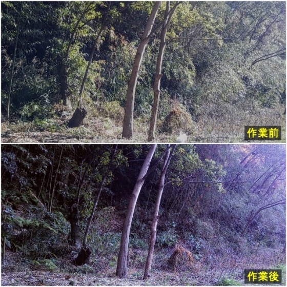 勝手に道普請 今年初の歩道際の竹１m切り 枯れ竹 細竹の除伐 Hills飛地 長距離自転車乗り 輪行含む の日誌