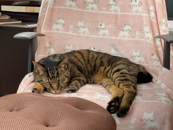 ちびた(猫飼い) 様　ハイドロゲン 春の兆し : 「両手のない猫」チビタと愉快な仲間たち