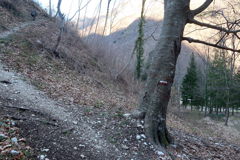 清流わたり登る山にプリムラ・プルモナリア・ヘレボルス_f0234936_23313750.jpg