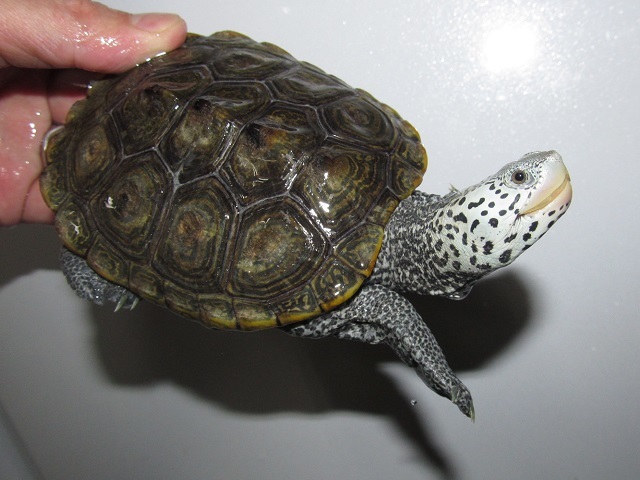 引き続き、がんばれ!ニッポン!_b0174337_00171513.jpg