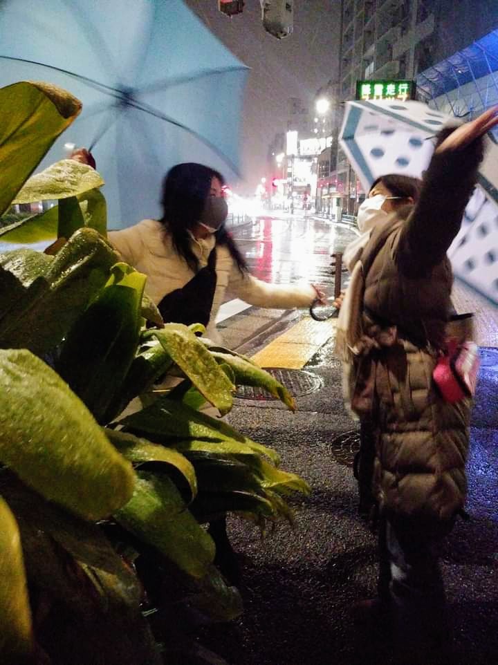 きのう~今日の写真たち。雪と鳩のこと。_d0244370_16013643.jpg