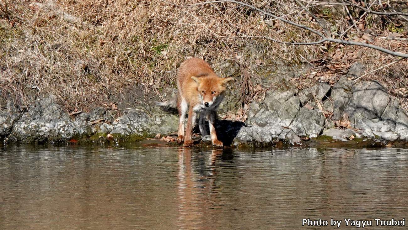 日本 対岸のキツネ とことん写真