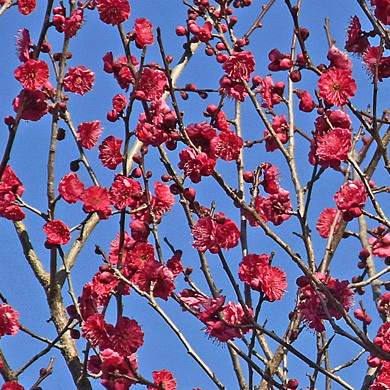 鹿児島紅の花 樹木見て歩き