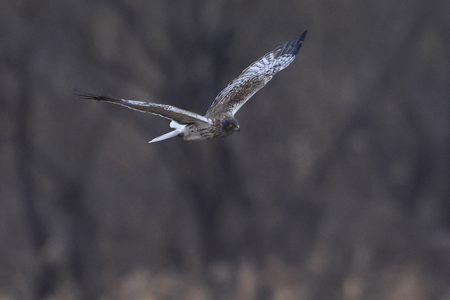 大陸型チュウヒ 曇りの飛翔_f0369315_22545813.jpg