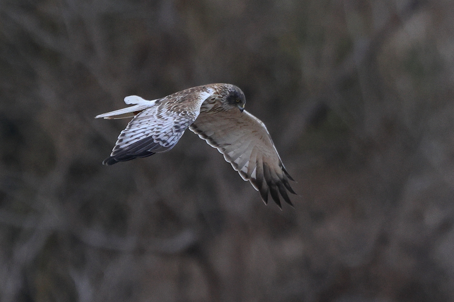 大陸型チュウヒ 曇りの飛翔_f0369315_22545906.jpg