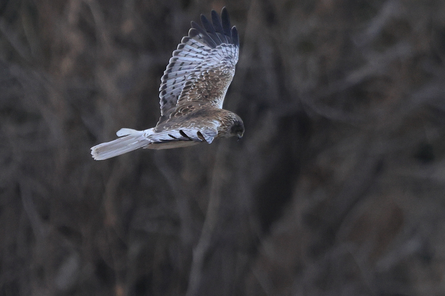 大陸型チュウヒ 曇りの飛翔_f0369315_22545910.jpg