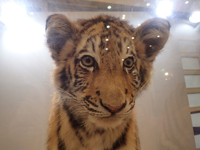 多摩動物公園：干支の特設展「とらえてみようトラの魅力」①～アムール