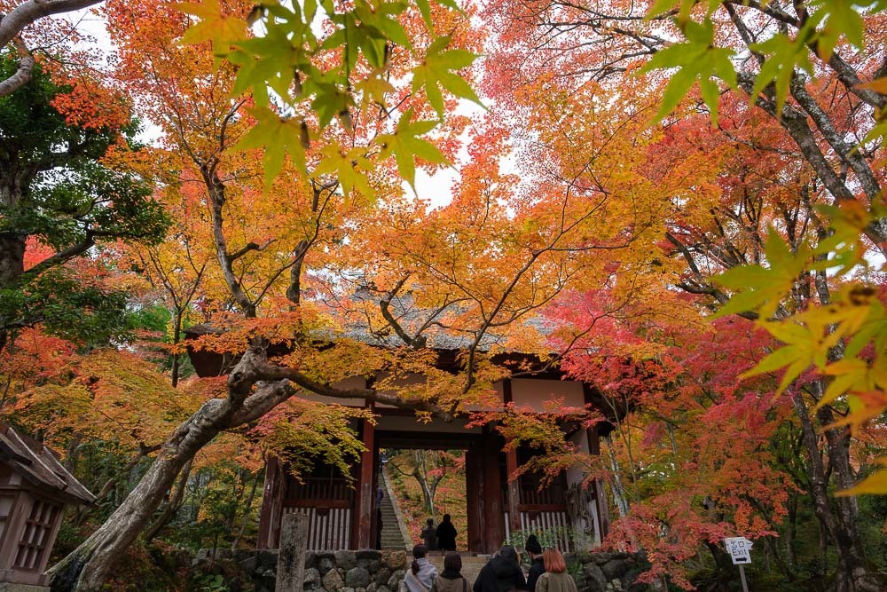 常寂光寺の紅葉2021_b0325840_11112504.jpg