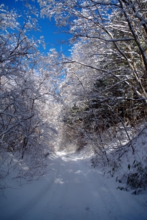 かみゆき=春の重たい雪_f0114346_11555354.jpg