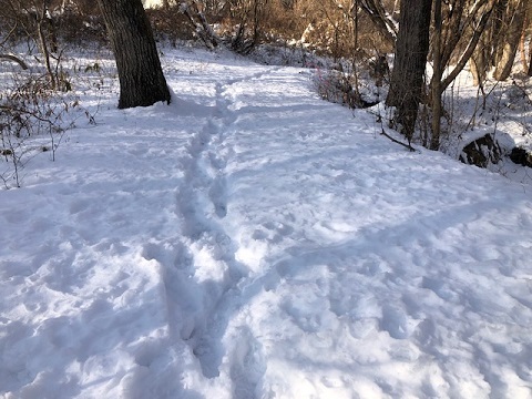 雪の遊歩道_f0019247_20374692.jpg