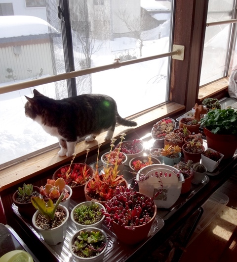ネコ部屋のHuuと多肉植物、雪の庭を歩くキジネコさんなど♪_a0136293_13415652.jpg