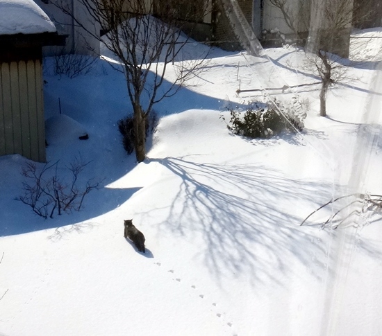ネコ部屋のHuuと多肉植物、雪の庭を歩くキジネコさんなど♪_a0136293_13451951.jpg