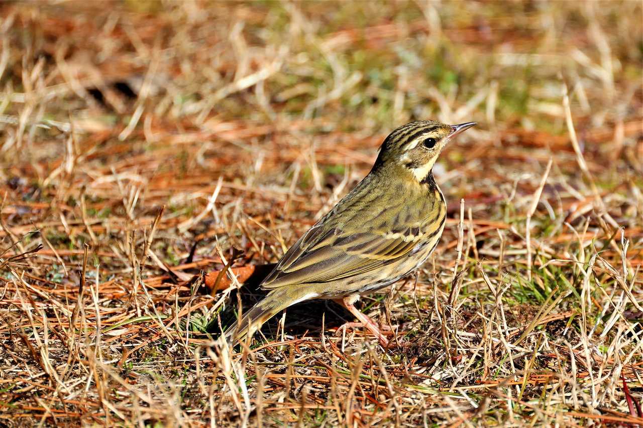 お尻フリフリ 歩ける野鳥 ビンズイ なんでもブログ２
