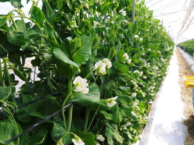 大人気!スナップエンドウ「シャキ甘“菊光”」大好評発売中!朝採り即日発送!シャキッとした食感の甘さをぜひ_a0254656_18001906.jpg