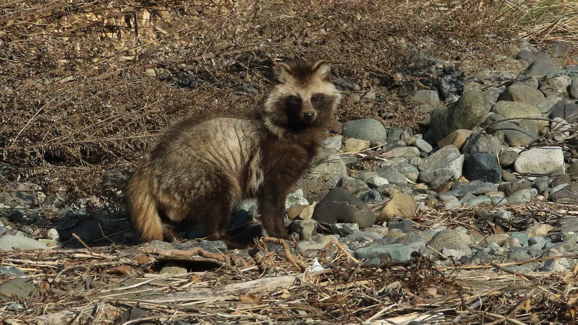 自宅そば相模川のタヌキ_f0105570_21181272.jpg