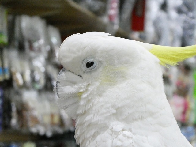恵比寿の動物園に行って来た ルソイの半バックパッカー旅