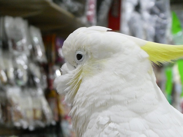 恵比寿の動物園に行って来た ルソイの半バックパッカー旅