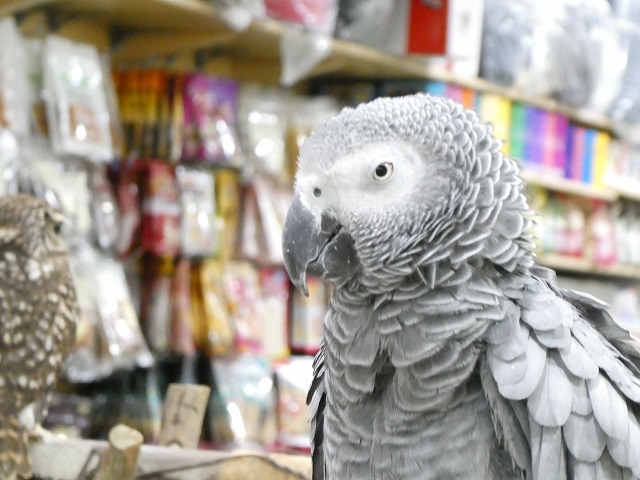 恵比寿の動物園に行って来た ルソイの半バックパッカー旅