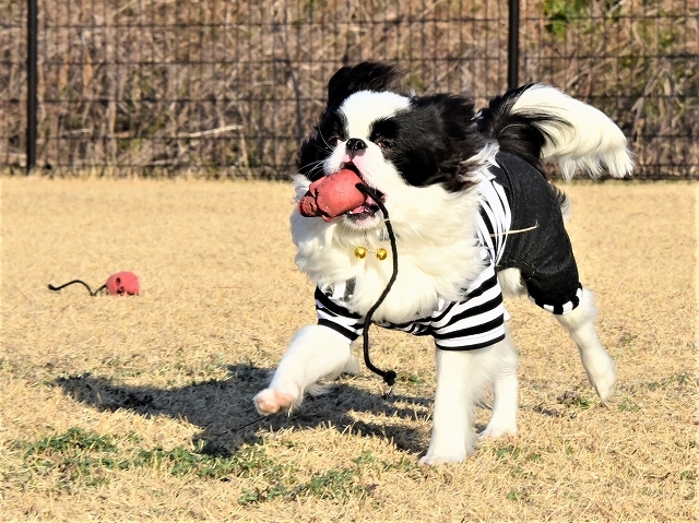 手術です!_d0360206_20094535.jpg