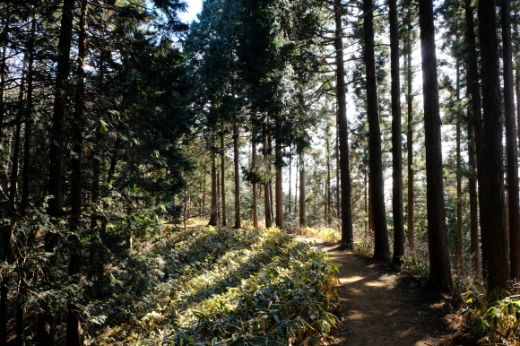 一人登山　陣馬山～高尾山_e0000910_08572603.jpg