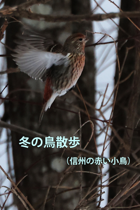 冬の鳥散歩４ 信州の赤い小鳥 還暦からのネイチャーフォト