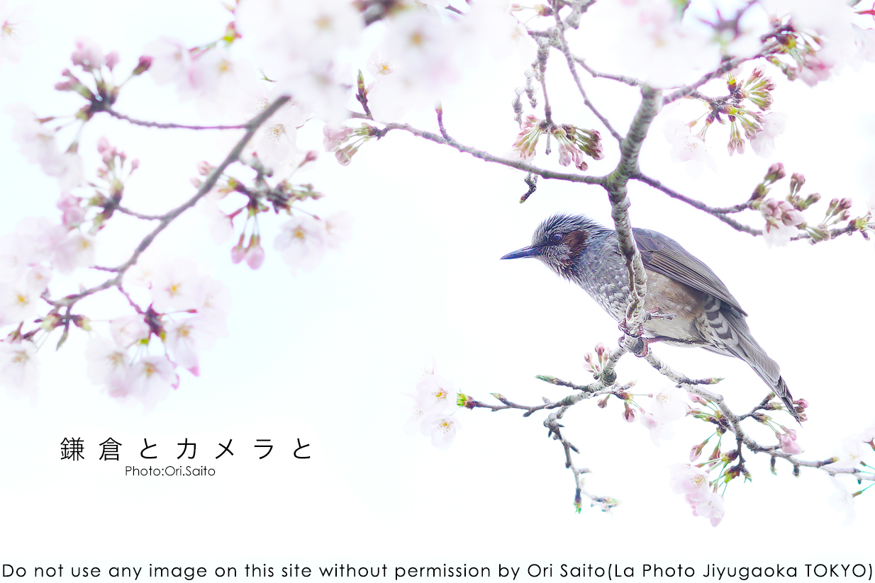 鎌倉とカメラと。ソニー55mm一本勝負で春のヒヨドリ #鎌倉 #sony #a7R2 #カメラ女子 #Adpbe #現像_f0212049_15362298.jpg