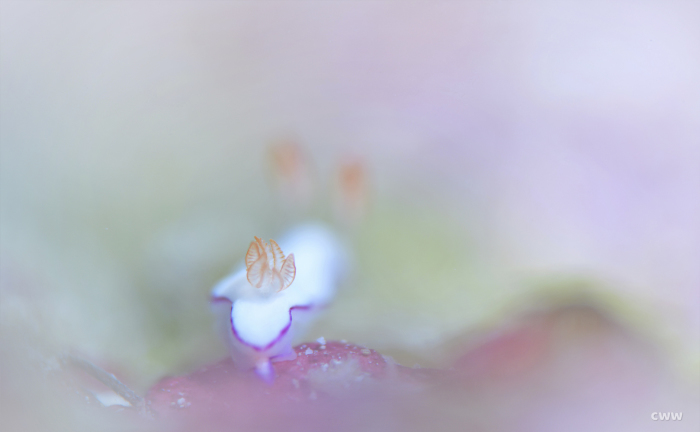 ツツムシ_e0158261_05535598.jpg