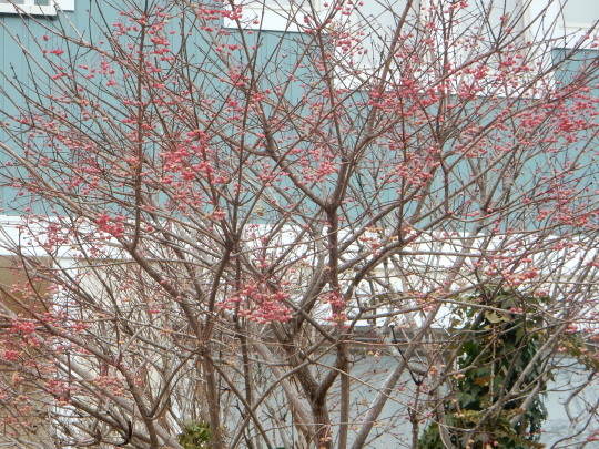 ’22,2,15(火)梅の花を探しに~~~!とこの人は誰?_f0060461_10134834.jpg