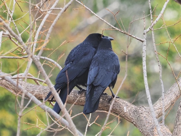 愛情たっぷり 人間味あふれるカラスのつがい 水元かわせみの里水辺のふれあいルーム