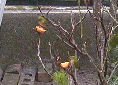 ●「メジロ来て 胸毛に映える みかん色 まだ花咲かず 雪降る寒さ」_d0053294_00492556.jpg