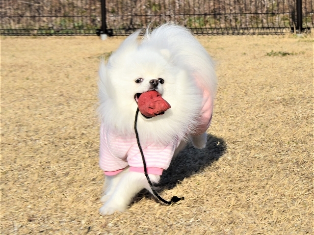 頑張ったね三郎丸_d0360206_19285172.jpg