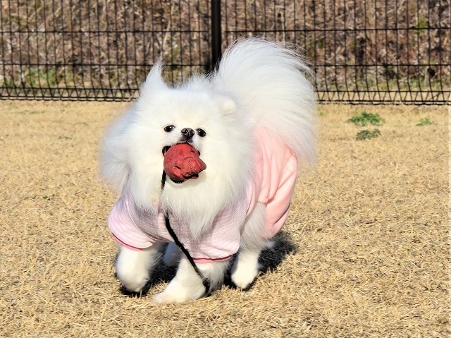 頑張ったね三郎丸_d0360206_19285189.jpg