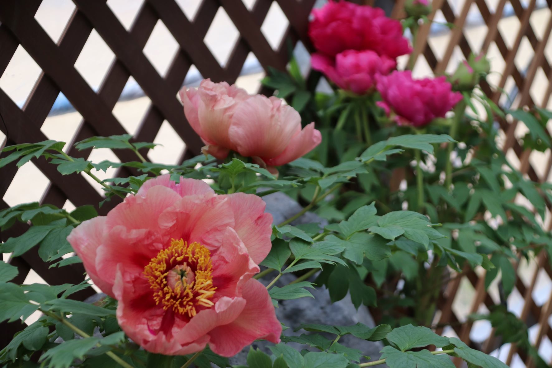 早春の草花展　京都府立植物園_e0048413_20114211.jpg